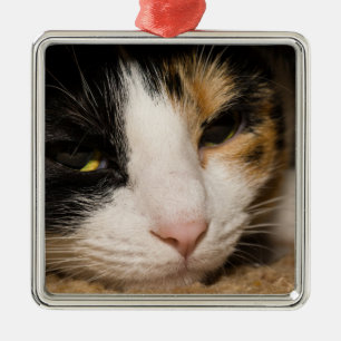 Ornement Carré Argenté Visage Calico