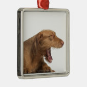 Ornement Carré Argenté Vizsla baîllant devant l'au sol de dos de blanc (Droite)