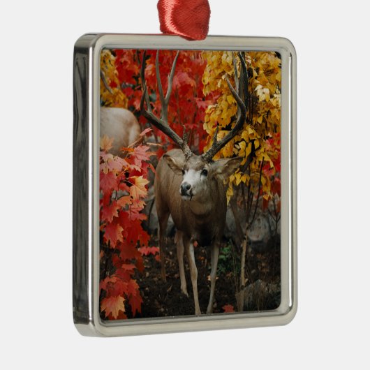 Ornement Carré Argenté Whitetail En Automne (Droite)