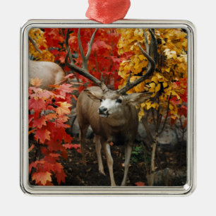 Ornement Carré Argenté Whitetail En Automne