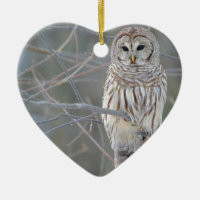 Strix Varia de hibou barré