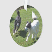 ornement - Collies frontalières Jouer à la balle (devant)