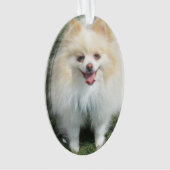 Ornement d'acrylique de Pomeranian (devant)