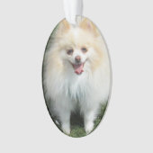 Ornement d'acrylique de Pomeranian (devant)