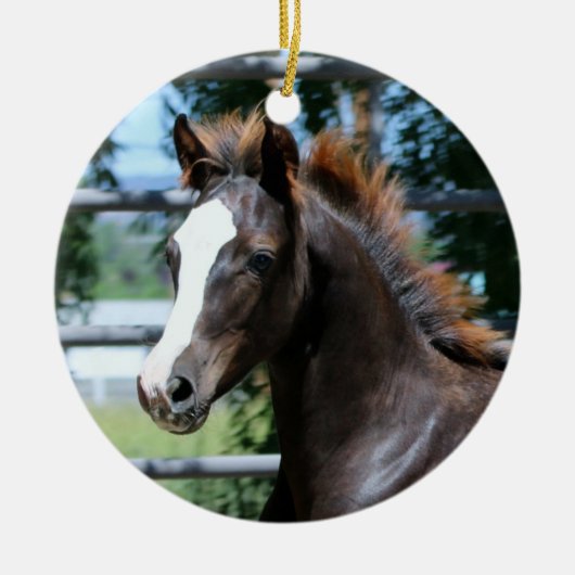 Ornement de bébé Morgan Horse (Devant)