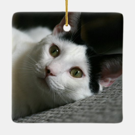 Ornement de chat (Dos)