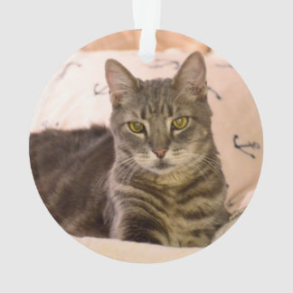 ornement de chat de tabby gris