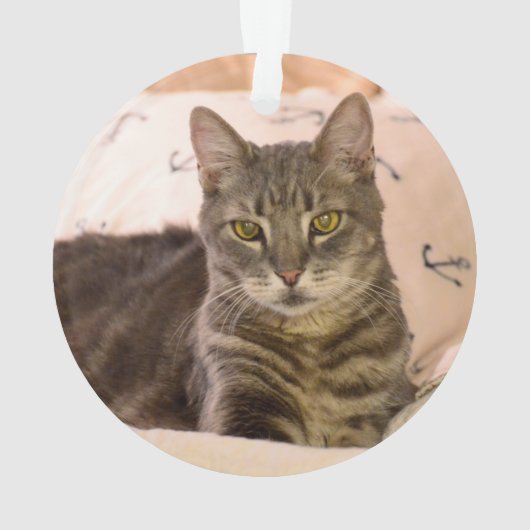 ornement de chat de tabby gris (dos)