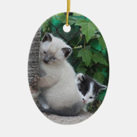 Ornement de chatons (Devant)