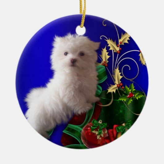 Ornement de chien chiot maltais (Devant)