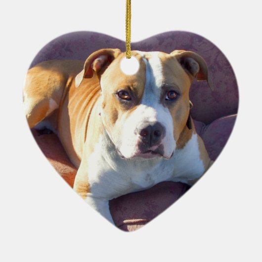 Ornement de chien de Pitbull (Dos)