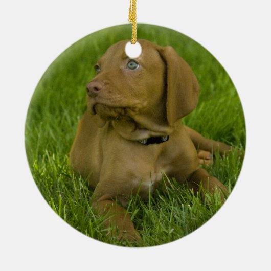 Ornement de chiot de Vizsla (Dos)