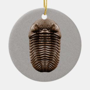 Ornement de fossile de Trilobite