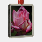 Ornement de Kordes Perfecta de rose de rose (Droite)