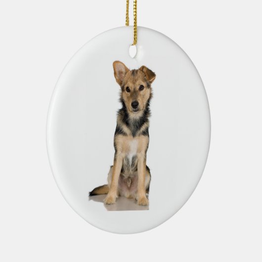 Ornement de Malinois de Belge (Droite)