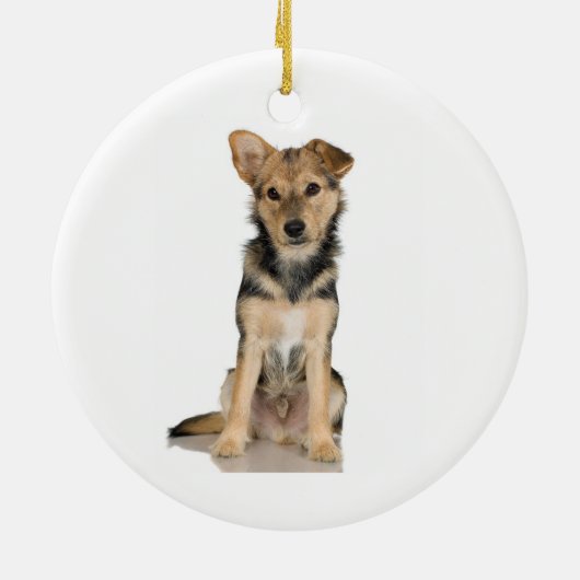 Ornement de Malinois de Belge (Dos)