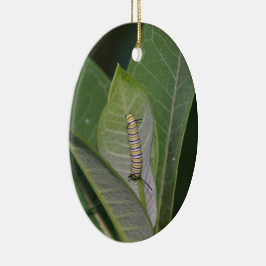 Ornement de métamorphose (Droite)