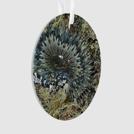 Ornement de Noël d'actinie (devant)