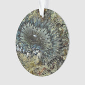 Ornement de Noël d'actinie (devant)