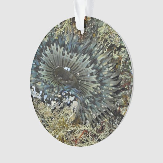 Ornement de Noël d'actinie (devant)