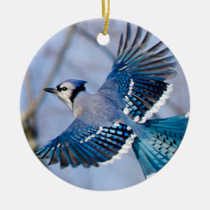 Ornement de Noël de geai bleu