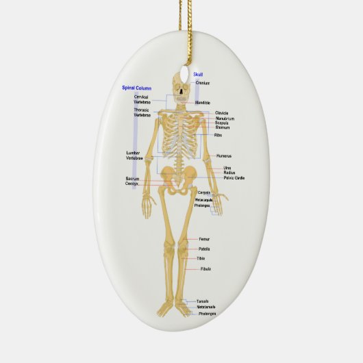 Ornement de Noël de professeur de Sciences (Droite)
