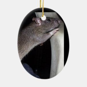 ORNEMENT DE OBSERVATION DE RAT
