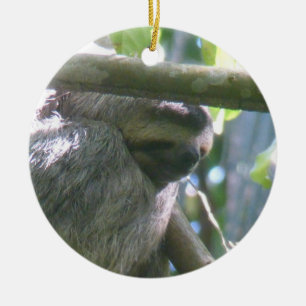 Ornement de paresseux mignon du Costa Rica