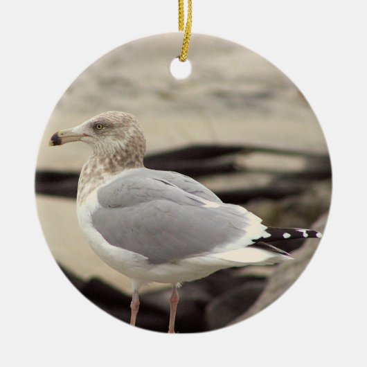 Ornement de photo de mouette (Devant)