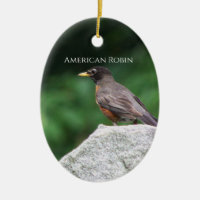Ornement de photo d'oiseau Merle américain 
