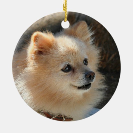 Ornement de Pomeranian (Dos)