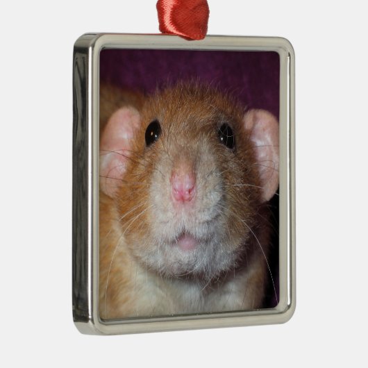 Ornement de rat d'abruti (Droite)