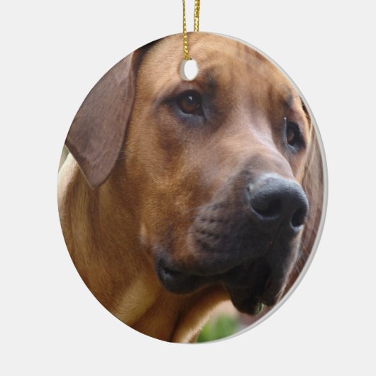 Ornement de Rhodesian Ridgeback (Gauche)