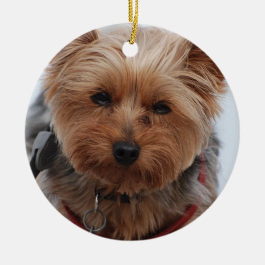Ornement de Yorkie (Devant)