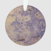 Ornement des abeilles spatiales (devant)