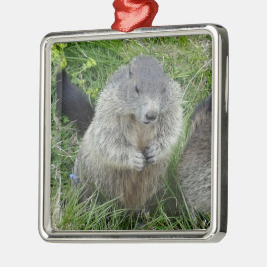 Ornement des marmottes (Gauche)