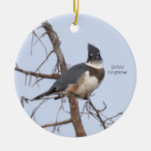 Ornement d'oiseau martin-pêcheur à ceinture