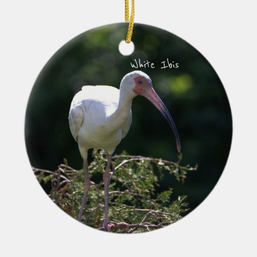 Ornement d'oiseaux Ibis blanc (Devant)