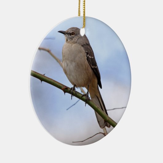 Ornement du nord de moqueur (Droite)