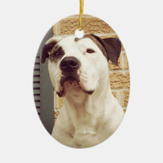 Ornement En Céramique À l'os de pitbull