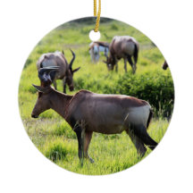 Antilope africaine sur le safari en Afrique du Sud