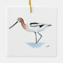 Avocet américain
