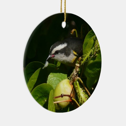 Ornement En Céramique Bananaquit Bird Mange Photographie tropicale (Droite)