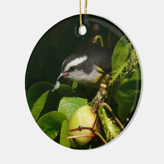 Ornement En Céramique Bananaquit Bird Mange Photographie tropicale (Gauche)