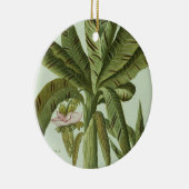 Ornement En Céramique Banane, de Phytanthoza Iconographi de J. (Droite)