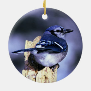 Ornement En Céramique Bel oiseau de geai bleu