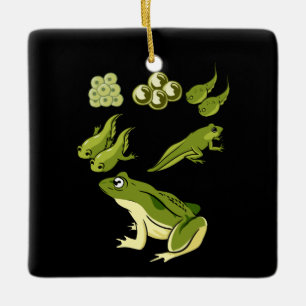 Ornement En Céramique Biologie - Cycle de vie de la grenouille
