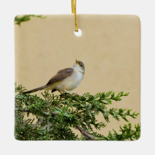 Ornement En Céramique Carte postale de moineau