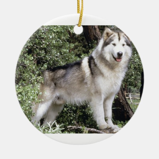 Ornement En Céramique Chien de Malamute d'Alaska (Devant)