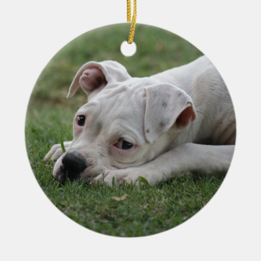 Ornement En Céramique Chiot de boîte à sucre (Devant)